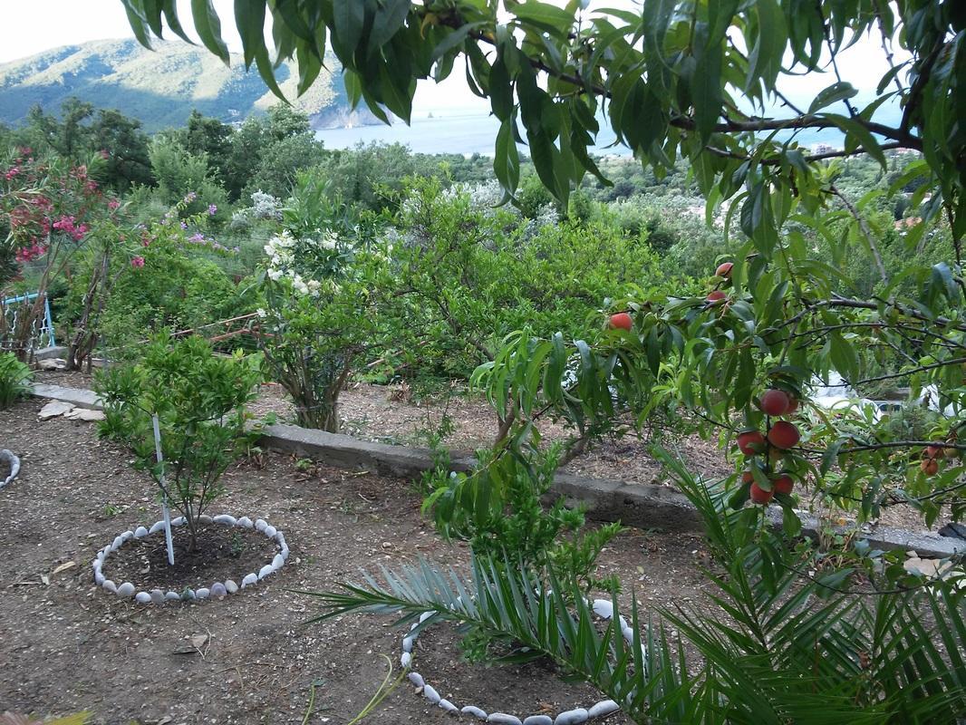 Petrovac Vila Pogled מראה חיצוני תמונה